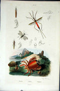 Original Old Antique Print 1839 H/C Natural History *633 Insects & Crustacean
