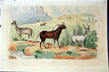 Original Old Antique Print 1839 H/C Natural History *026 Antelope 19th