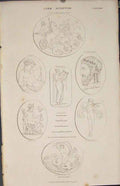 Original Old Antique Print Gem Sculpture Cupid Jupiter Mercury 1837 Victorian