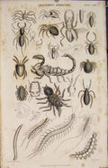Original Old Antique Print Arachnides Myriapoda Spider Insect By Brown 1837 19th