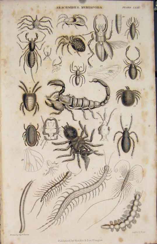 Original Old Antique Print Arachnides Myriapoda Spider Insect By Brown 1837 19th