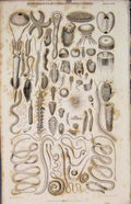 Original Old Antique Print Echinodermata Acalepha Infusorio Entozoa Ocean 1837