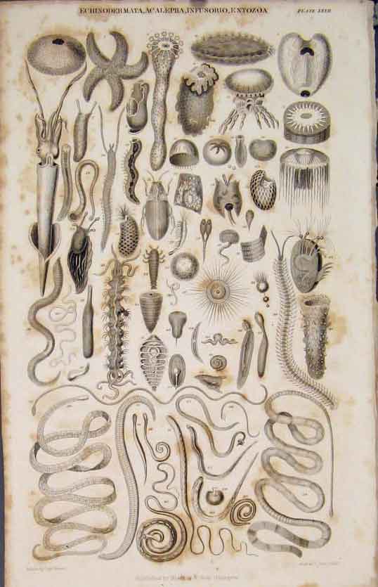 Original Old Antique Print Echinodermata Acalepha Infusorio Entozoa Ocean 1837
