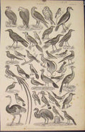 Original Old Antique Print Popular Encyclopedia Birds Owl Eagle Ostrich