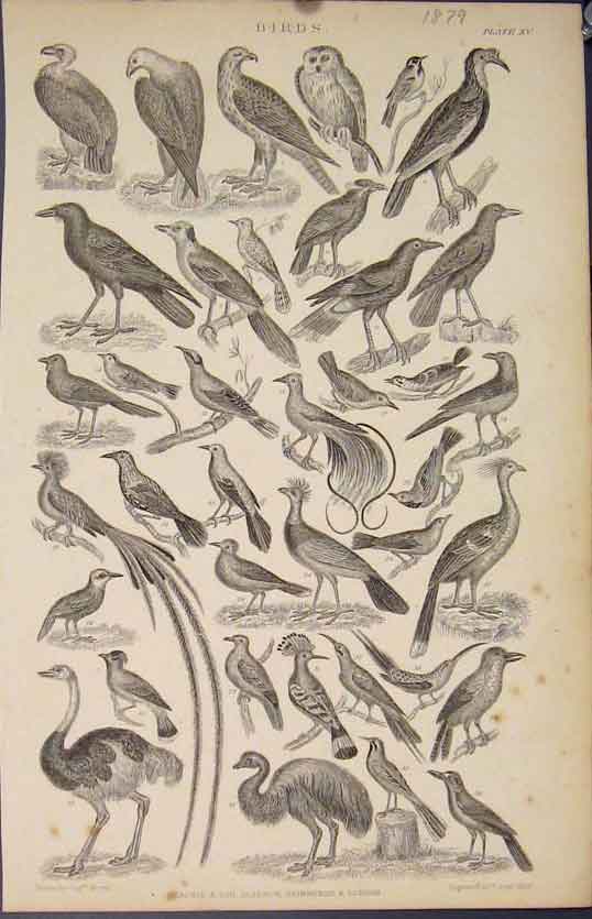 Original Old Antique Print Popular Encyclopedia Birds Owl Eagle Ostrich