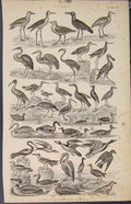 Original Old Antique Print Popular Encyclopedia Birds Duck Swan Flamingo
