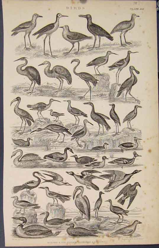 Original Old Antique Print Popular Encyclopedia Birds Duck Swan Flamingo