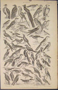 Original Old Antique Print Popular Encyclopedia Birds Owl Robin Jackdaw Sparrow