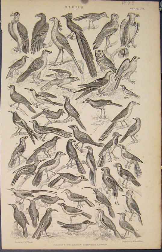 Original Old Antique Print Popular Encyclopedia Birds Owl Robin Jackdaw Sparrow