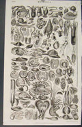 Original Old Antique Print Popular Encyclopedia Mollusca Moss Plants