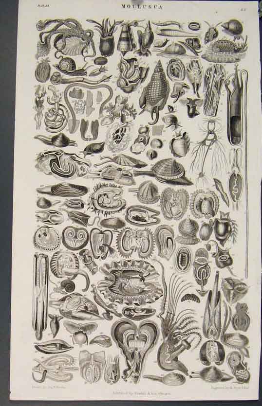 Original Old Antique Print Popular Encyclopedia Mollusca Moss Plants