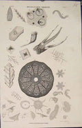 Original Old Antique Print Popular Encyclopedia Microscopic Objects