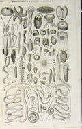 Original Old Antique Print Popular Encyclopedia Echinodermata Acalepha Infusorio
