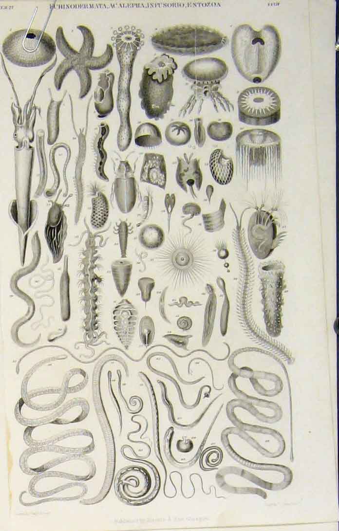 Original Old Antique Print Popular Encyclopedia Echinodermata Acalepha Infusorio
