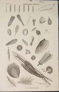 Original Old Antique Print *43 Popular Encyclopedia Microscopic Objects