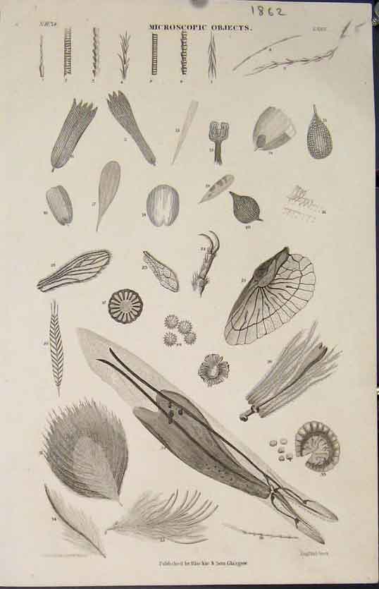 Original Old Antique Print *43 Popular Encyclopedia Microscopic Objects