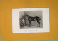 Original Old Antique Print Jerry Winner St Leger Horse Rider C1824 19th Century