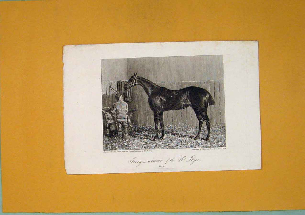 Original Old Antique Print Jerry Winner St Leger Horse Rider C1824 19th Century
