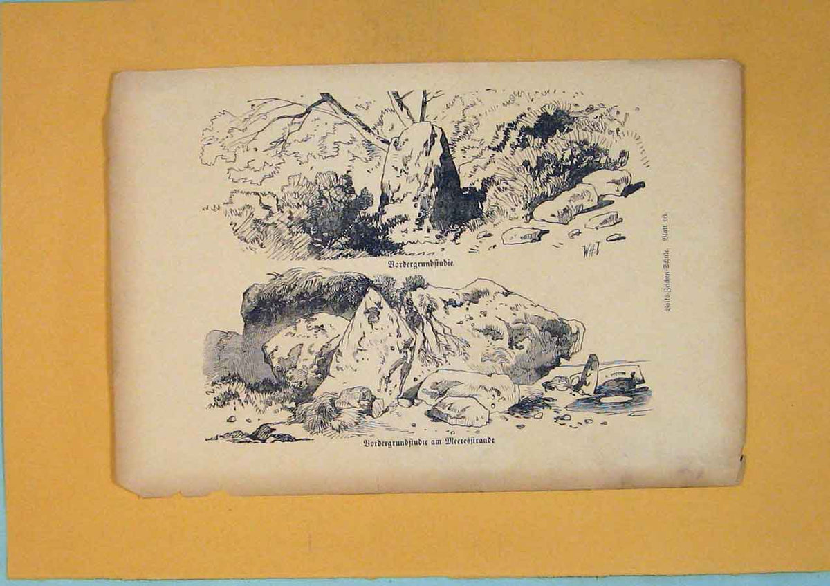 Original Old Antique Print Bordergrundftufie Tree Plant Flower C1878 Victorian