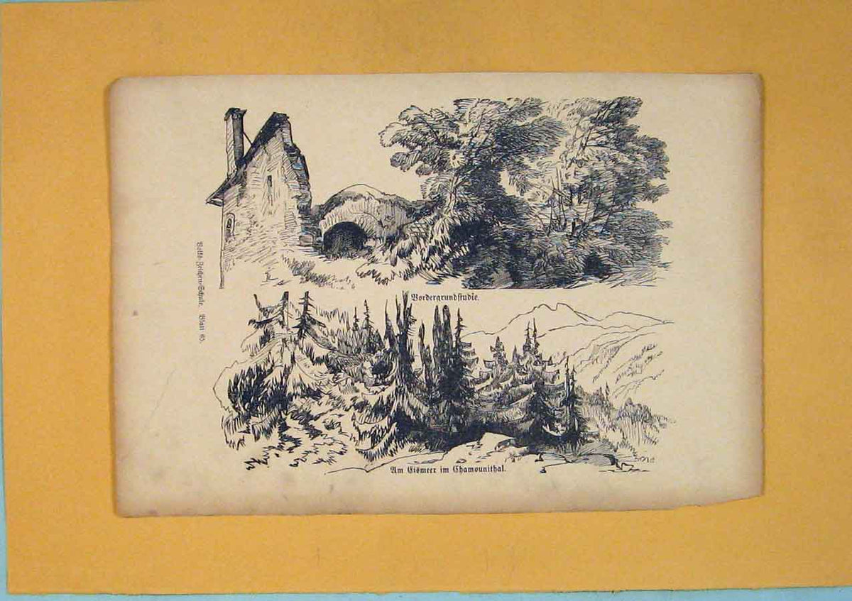 Original Old Antique Print Bordergrundftudie Chamounithal Tree Plant C1878 19th
