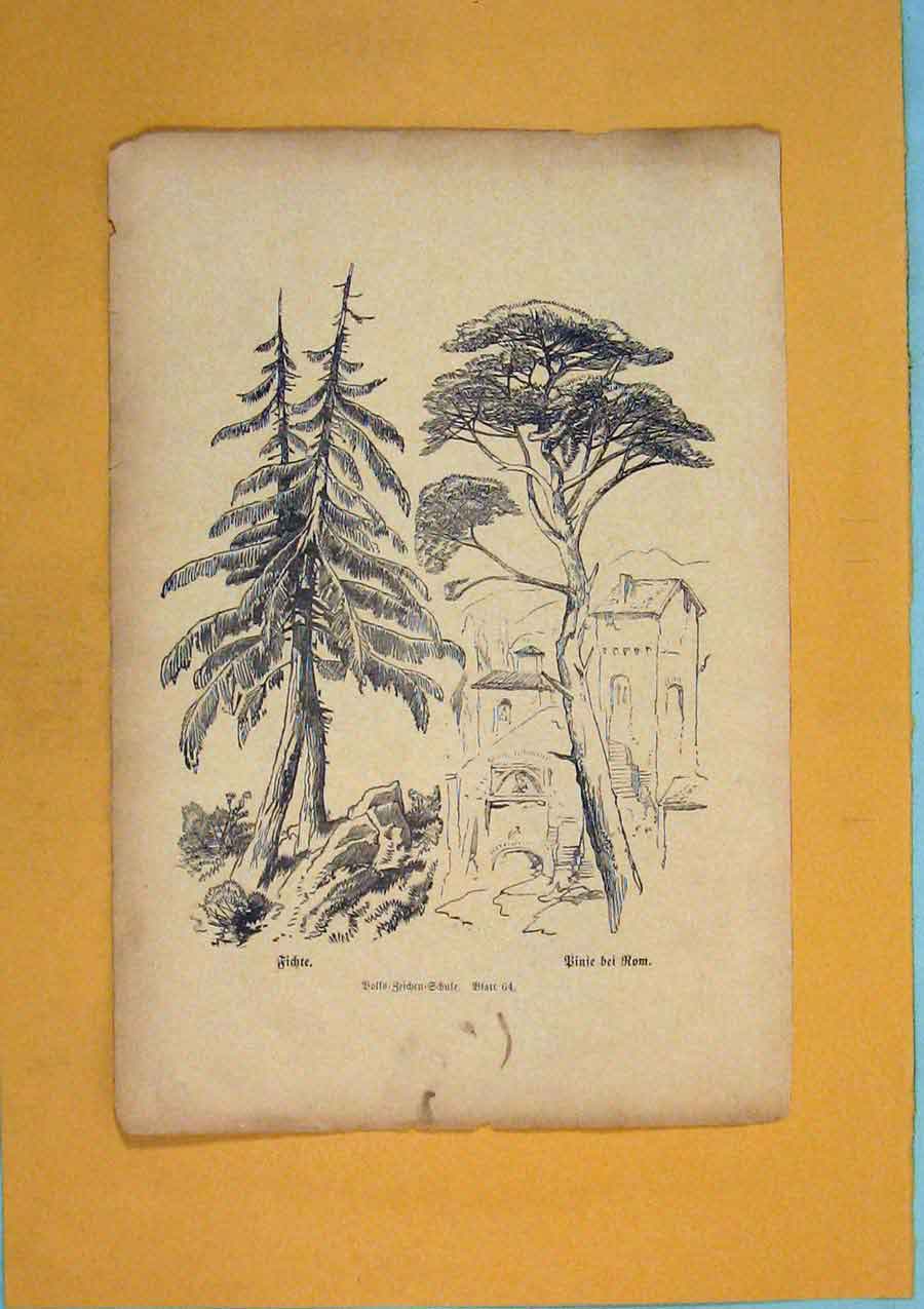 Original Old Antique Print Fichre Binie Bei Rom Flower Plant C1878 Victorian