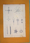 Original Old Antique Print Flower Plant Tree Flora Fauna Colour Fine Art