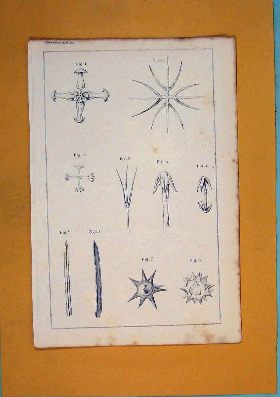 Original Old Antique Print Flower Plant Tree Flora Fauna Colour Fine Art