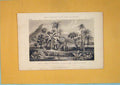 Original Old Antique Print Monocotyledonous Plam Tree Plantain C1868 Victorian