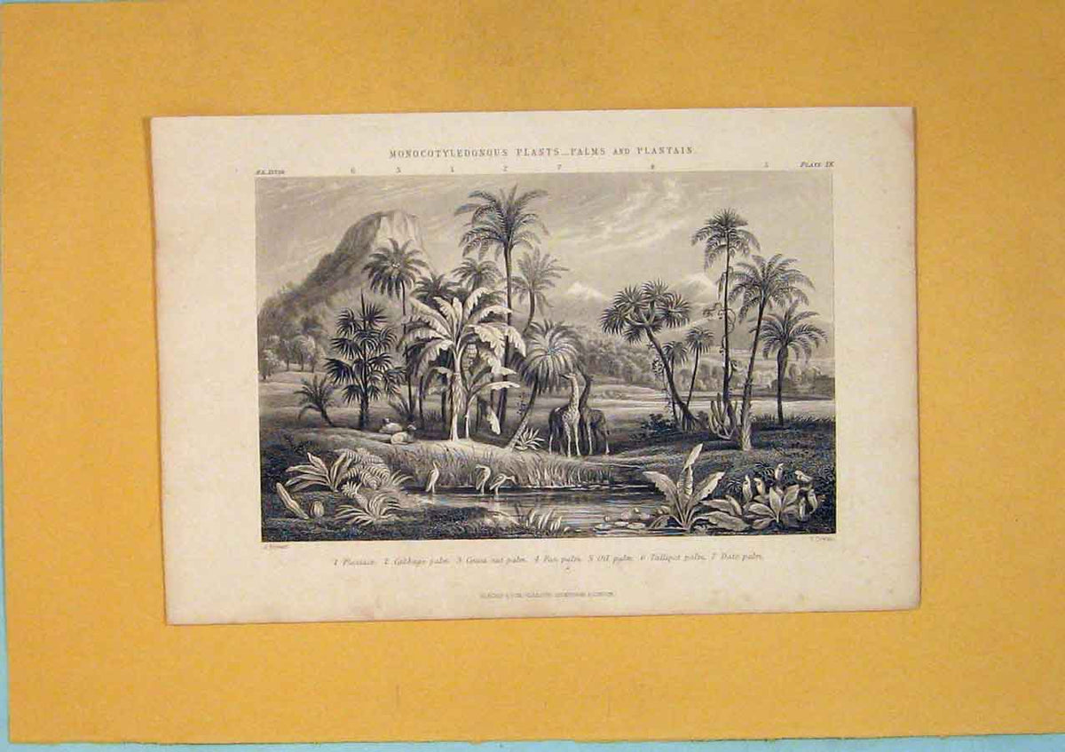 Original Old Antique Print Monocotyledonous Plam Tree Plantain C1868 Victorian