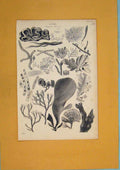 Original Old Antique Print Algae Plant Plants Moss Flora Fine Art