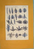 Original Old Antique Print Leaf Leaves Flower Plant Tree Fine Art