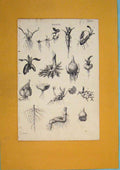 Original Old Antique Print Root Roots Blub Pulp Plant Flower C1860 Victorian