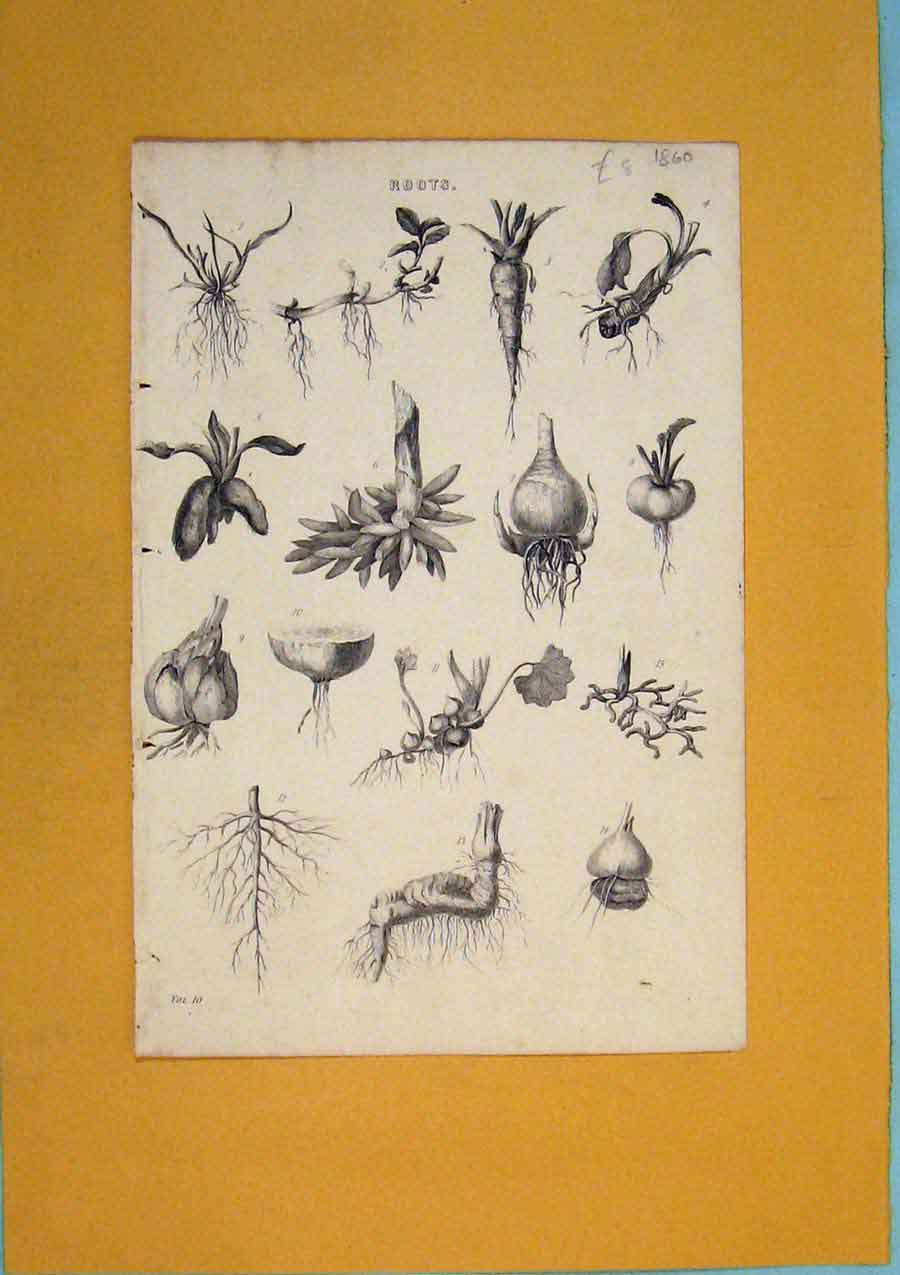 Original Old Antique Print Root Roots Blub Pulp Plant Flower C1860 Victorian