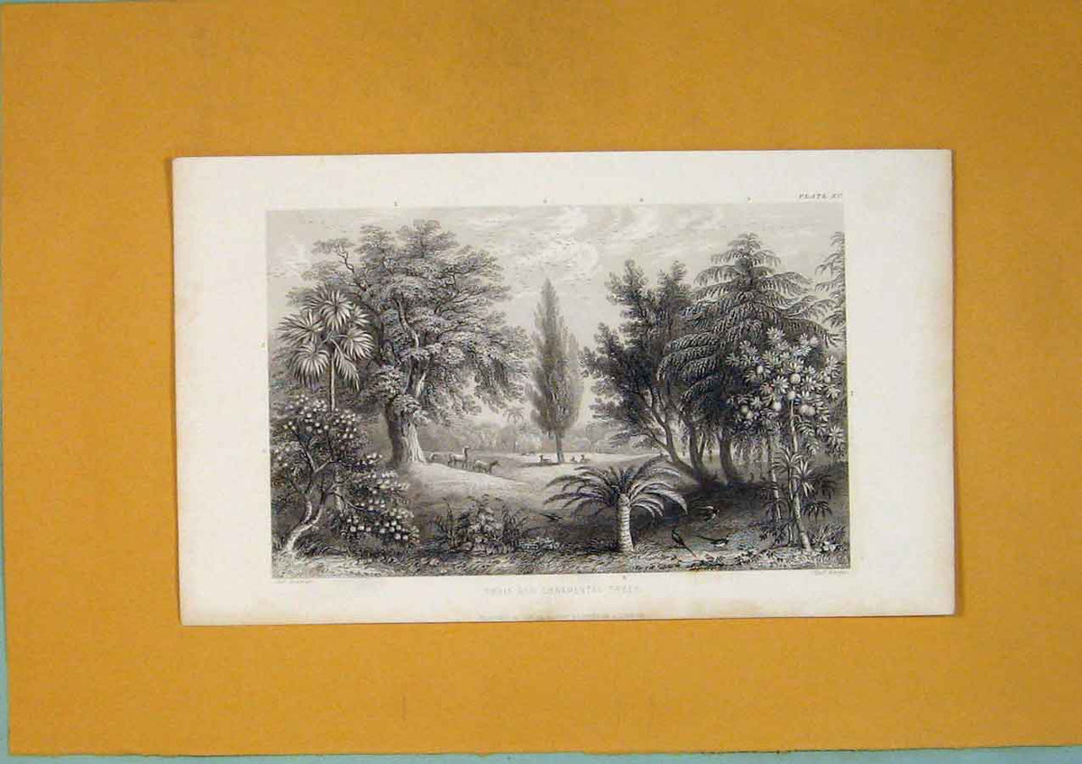 Original Old Antique Print Fruit Ornamental Tree Plant Flower C1862 Victorian