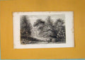 Original Old Antique Print Pine Tree Plant Flower Fine Art C1862 19th