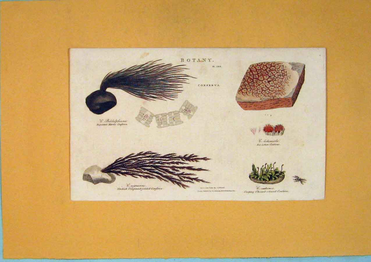 Original Old Antique Print Botany Conferva Flower Plant Tree C1379