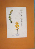 Original Old Antique Print Crosswort Water Bedstraw Lady'S Flower Colour