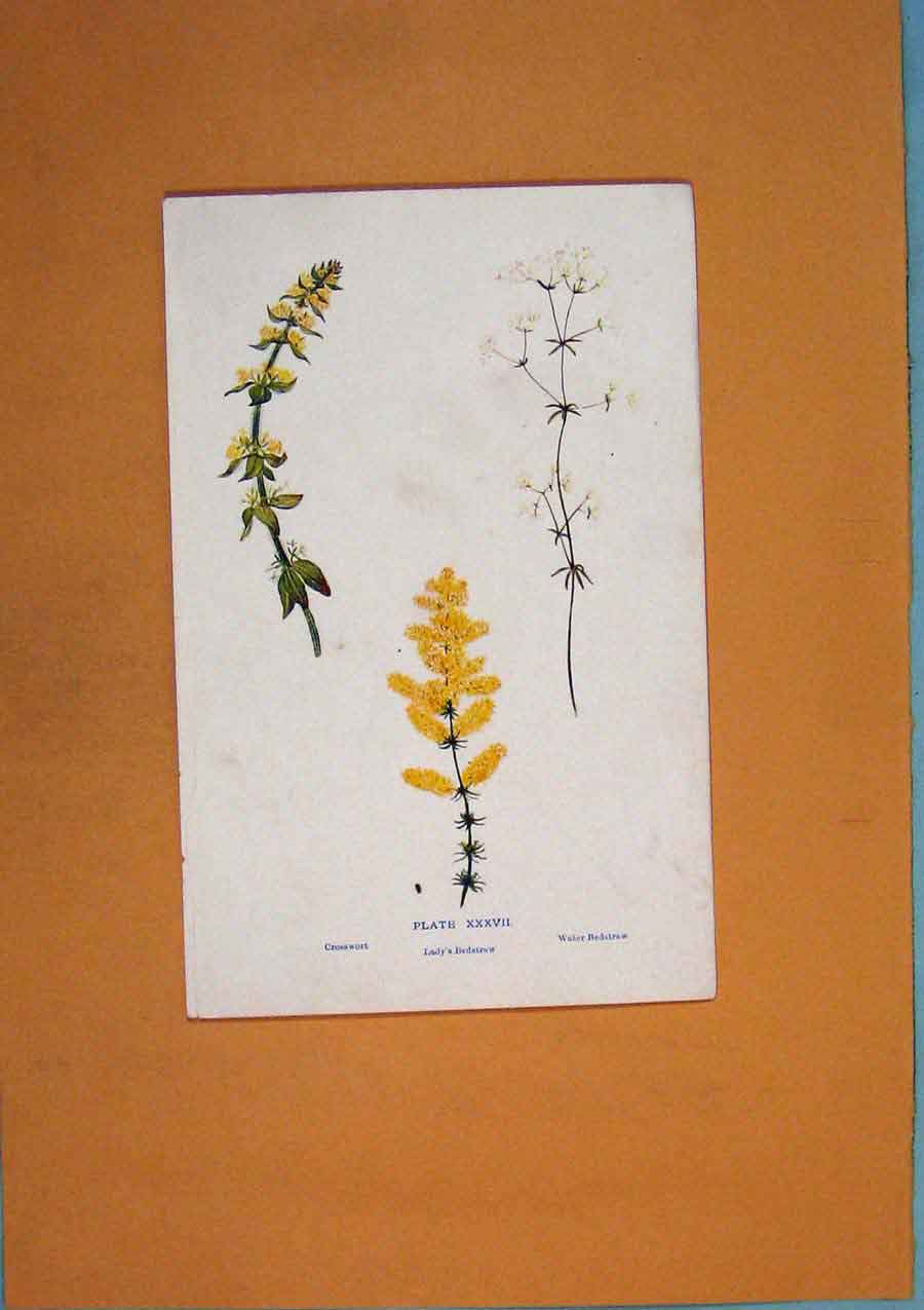 Original Old Antique Print Crosswort Water Bedstraw Lady'S Flower Colour