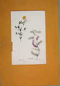 Original Old Antique Print Meadow Vetchling Tufted Vetch Flower Colour