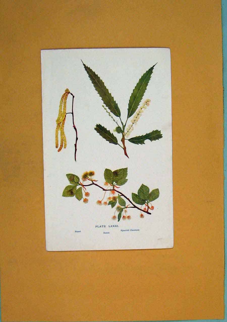 Original Old Antique Print Hazel Spanish Chestnut Beech Flower Colour