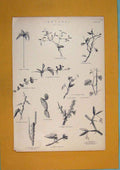 Original Old Antique Print Stem Stems Flora Fauna Fine Art C1860 19th