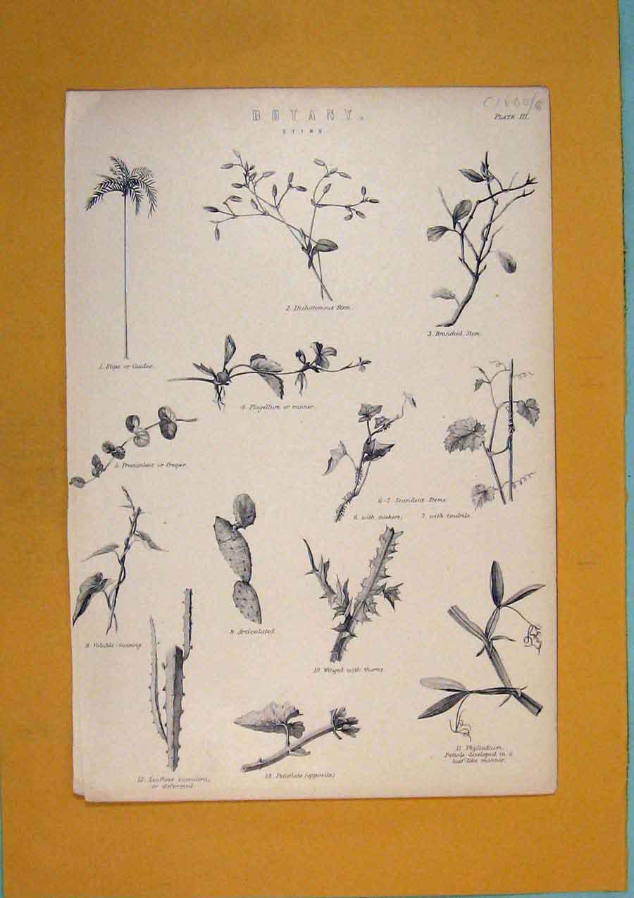 Original Old Antique Print Stem Stems Flora Fauna Fine Art C1860 19th