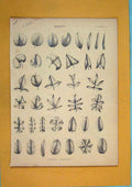 Original Old Antique Print Botany Support Armature Plant Flora Fauna Fine Art