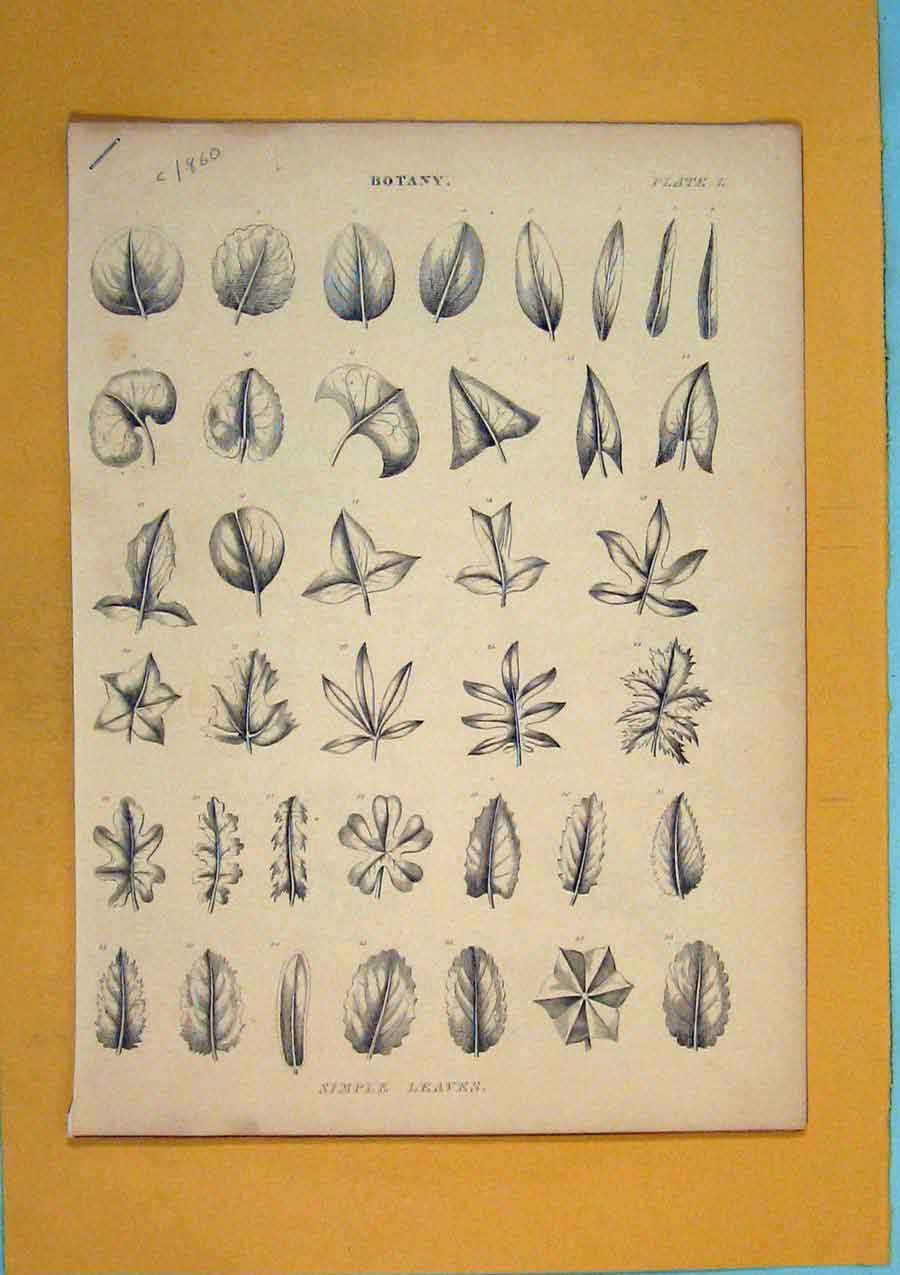 Original Old Antique Print Botany Support Armature Plant Flora Fauna Fine Art