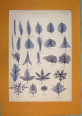 Original Old Antique Print Botany Simple Leave Flora Fauna C1860 19th