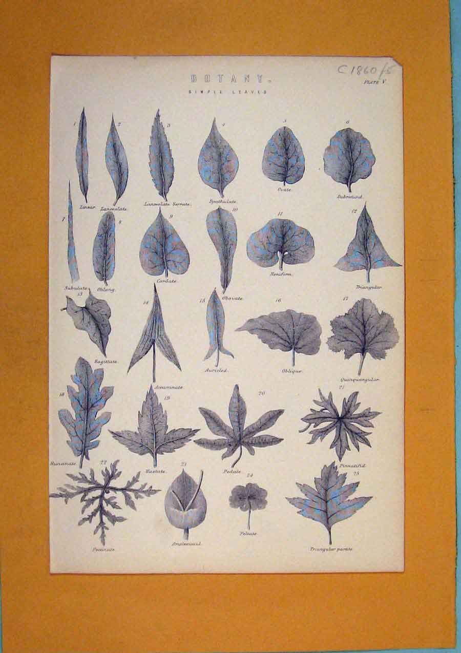 Original Old Antique Print Botany Simple Leave Flora Fauna C1860 19th