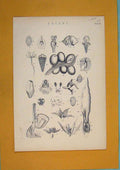 Original Old Antique Print Botany Flora Fauna Flower Art C1860 19th