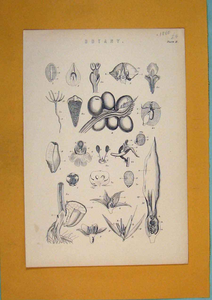 Original Old Antique Print Botany Flora Fauna Flower Art C1860 19th