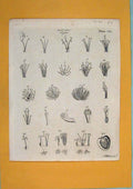 Original Old Antique Print Botany Clafses Flora Fauna Flower Art C1790 18th