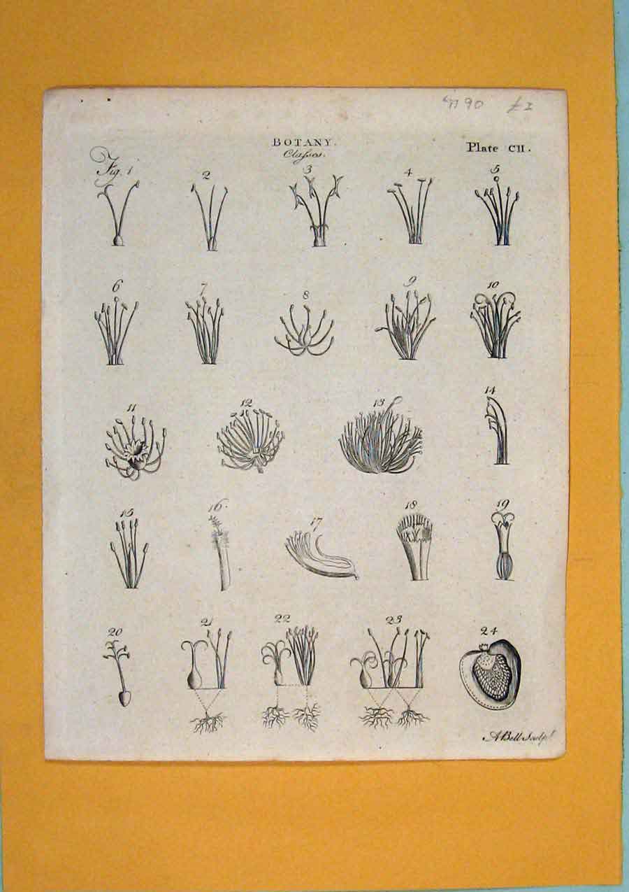 Original Old Antique Print Botany Clafses Flora Fauna Flower Art C1790 18th